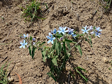 APII jpeg image of Oxypetalum coeruleum  © contact APII