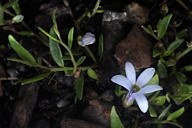 APII jpeg image of Lobelia  © contact APII