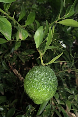 APII jpeg image of Citrus australis  © contact APII