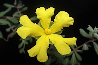 APII jpeg image of Hibbertia aspera  © contact APII