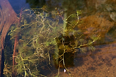 APII jpeg image of Ranunculus trichophyllus  © contact APII