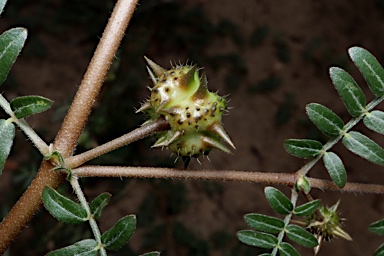 APII jpeg image of Tribulus terrestris  © contact APII