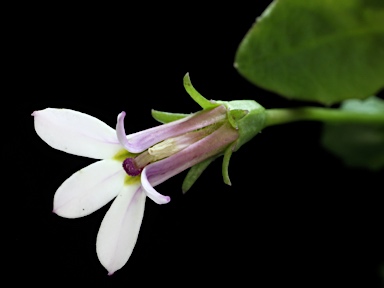 APII jpeg image of Lobelia purpurascens  © contact APII