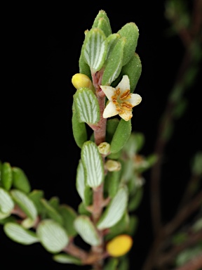 APII jpeg image of Monotoca rotundifolia  © contact APII