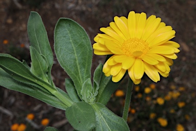 APII jpeg image of Calendula officinalis  © contact APII