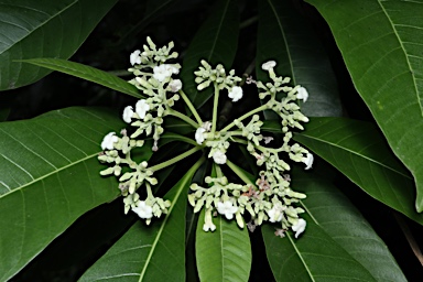 APII jpeg image of Alstonia spectabilis  © contact APII