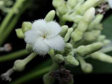 APII jpeg image of Alstonia spectabilis  © contact APII