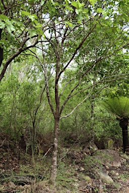 APII jpeg image of Geijera salicifolia  © contact APII