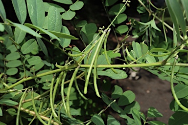 APII jpeg image of Indigofera tinctoria  © contact APII