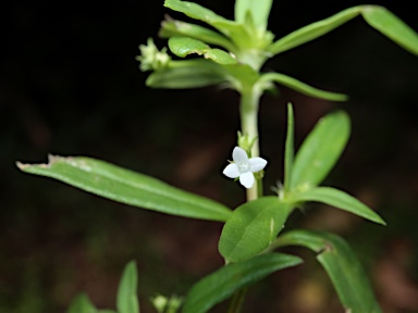 APII jpeg image of Oldenlandia corymbosa var. corymbosa  © contact APII