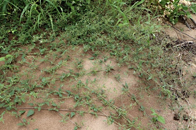 APII jpeg image of Boerhavia burbidgeana  © contact APII