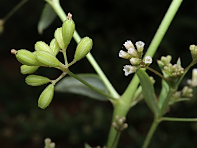 APII jpeg image of Boerhavia burbidgeana  © contact APII