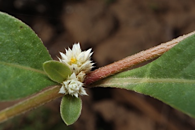 APII jpeg image of Alternanthera ficoidea  © contact APII