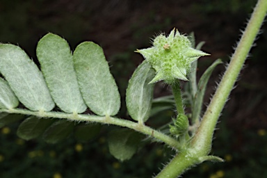 APII jpeg image of Tribulus terrestris  © contact APII