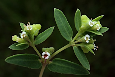 APII jpeg image of Euphorbia biconvexa  © contact APII