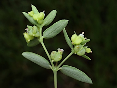 APII jpeg image of Euphorbia biconvexa  © contact APII