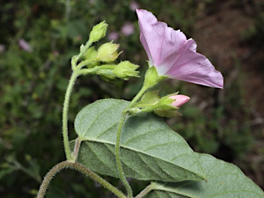 APII jpeg image of Jacquemontia paniculata  © contact APII