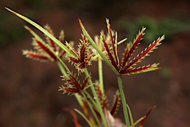 APII jpeg image of Cyperus castaneus  © contact APII