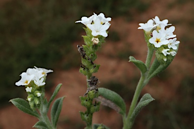 APII jpeg image of Heliotropium ovalifolium  © contact APII