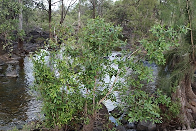 APII jpeg image of Lophostemon grandiflorus subsp. riparius  © contact APII