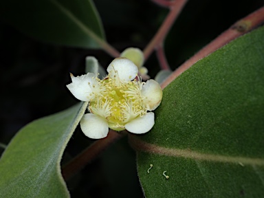 APII jpeg image of Lophostemon grandiflorus subsp. riparius  © contact APII