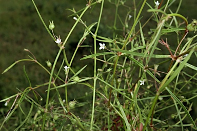 APII jpeg image of Oldenlandia galioides  © contact APII