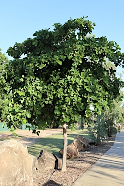 APII jpeg image of Terminalia arenicola  © contact APII