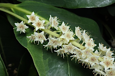 APII jpeg image of Terminalia arenicola  © contact APII