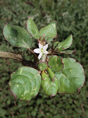 APII jpeg image of Trianthema portulacastrum  © contact APII