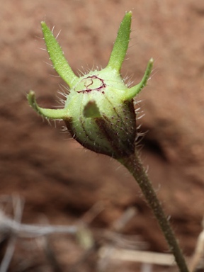 APII jpeg image of Goodenia byrnesii  © contact APII