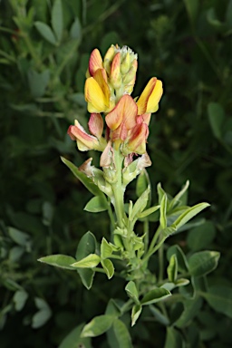 APII jpeg image of Crotalaria goreensis  © contact APII