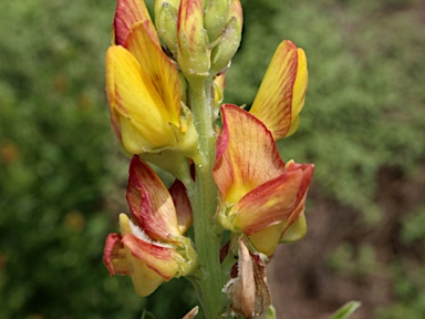 APII jpeg image of Crotalaria goreensis  © contact APII