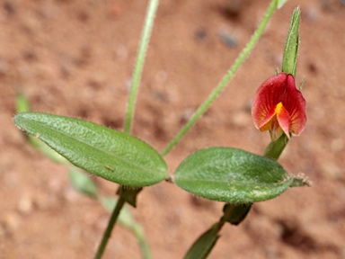 APII jpeg image of Zornia muelleriana subsp. muelleriana  © contact APII