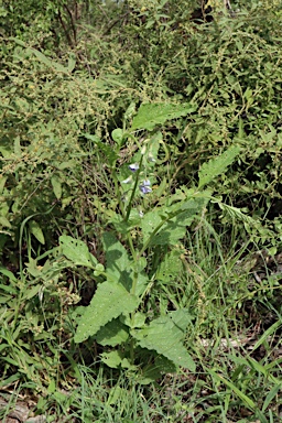 APII jpeg image of Crotalaria verrucosa  © contact APII