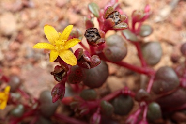 APII jpeg image of Portulaca bicolor  © contact APII