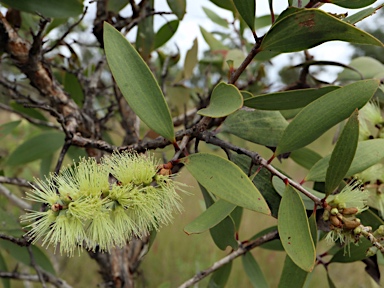 APII jpeg image of Melaleuca quinquenervia  © contact APII