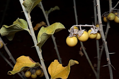 APII jpeg image of Solanum oligacanthum  © contact APII