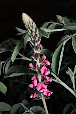 APII jpeg image of Indigofera basedowii  © contact APII