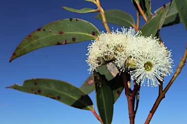 APII jpeg image of Eucalyptus stricta  © contact APII