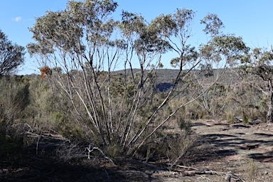 APII jpeg image of Eucalyptus stricta  © contact APII