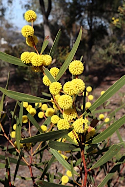 APII jpeg image of Acacia beckleri  © contact APII