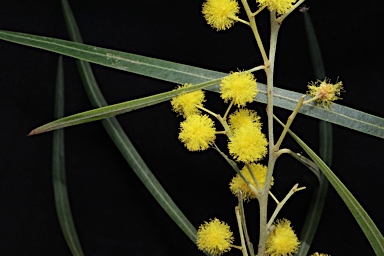 APII jpeg image of Acacia neriifolia  © contact APII