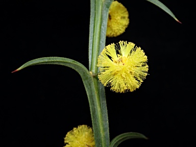 APII jpeg image of Acacia trigonophylla  © contact APII