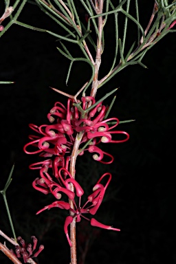 APII jpeg image of Hakea purpurea  © contact APII