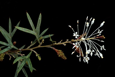 APII jpeg image of Grevillea manglesii subsp. ornithopoda  © contact APII