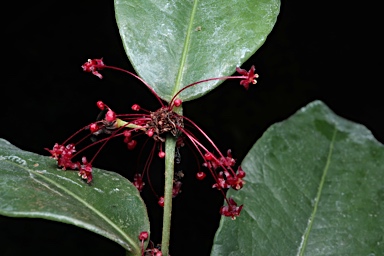 APII jpeg image of Phyllanthus sp. Bulburin (P.I.Forster+ PIF16034)  © contact APII