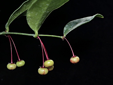 APII jpeg image of Phyllanthus sp. Bulburin (P.I.Forster+ PIF16034)  © contact APII