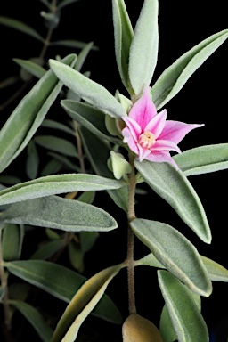 APII jpeg image of Boronia grandisepala subsp. grandisepala  © contact APII