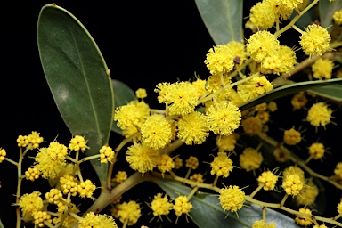 APII jpeg image of Acacia amoena  © contact APII