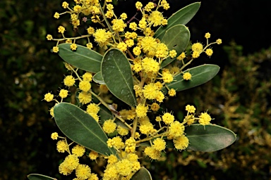 APII jpeg image of Acacia amoena  © contact APII